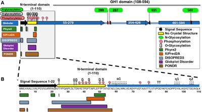Structural analysis and functional evaluation of the disordered ß–hexosyltransferase region from Hamamotoa (Sporobolomyces) singularis